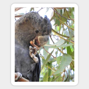 Black Cockatoo Sticker